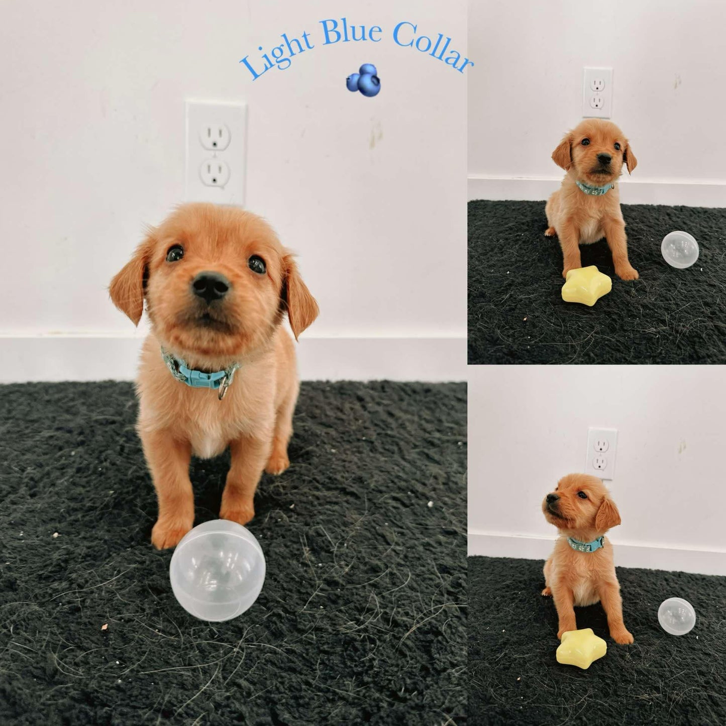 GoldenPaw™ Purebred Golden Retriever Puppies - READY TO GO