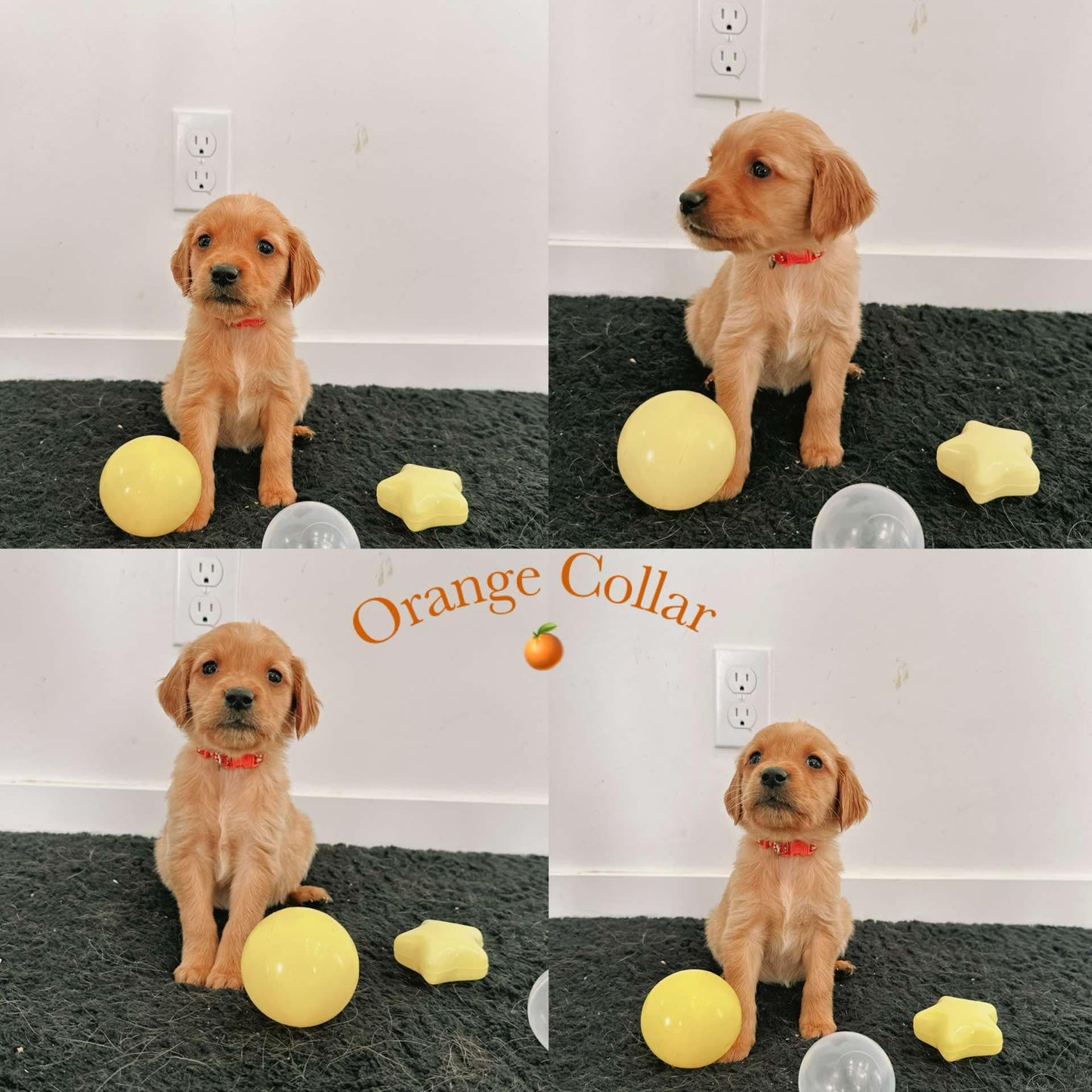 GoldenPaw™ Purebred Golden Retriever Puppies - READY TO GO