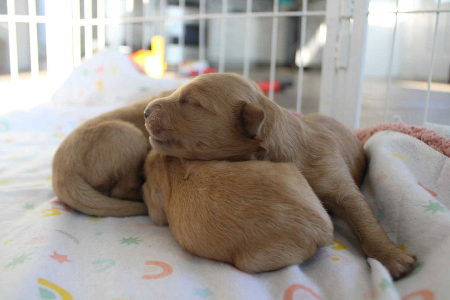 GoldenPaw™ AKC Golden Retriever Puppies - 10% DEPOSIT- READY AUG 31ST