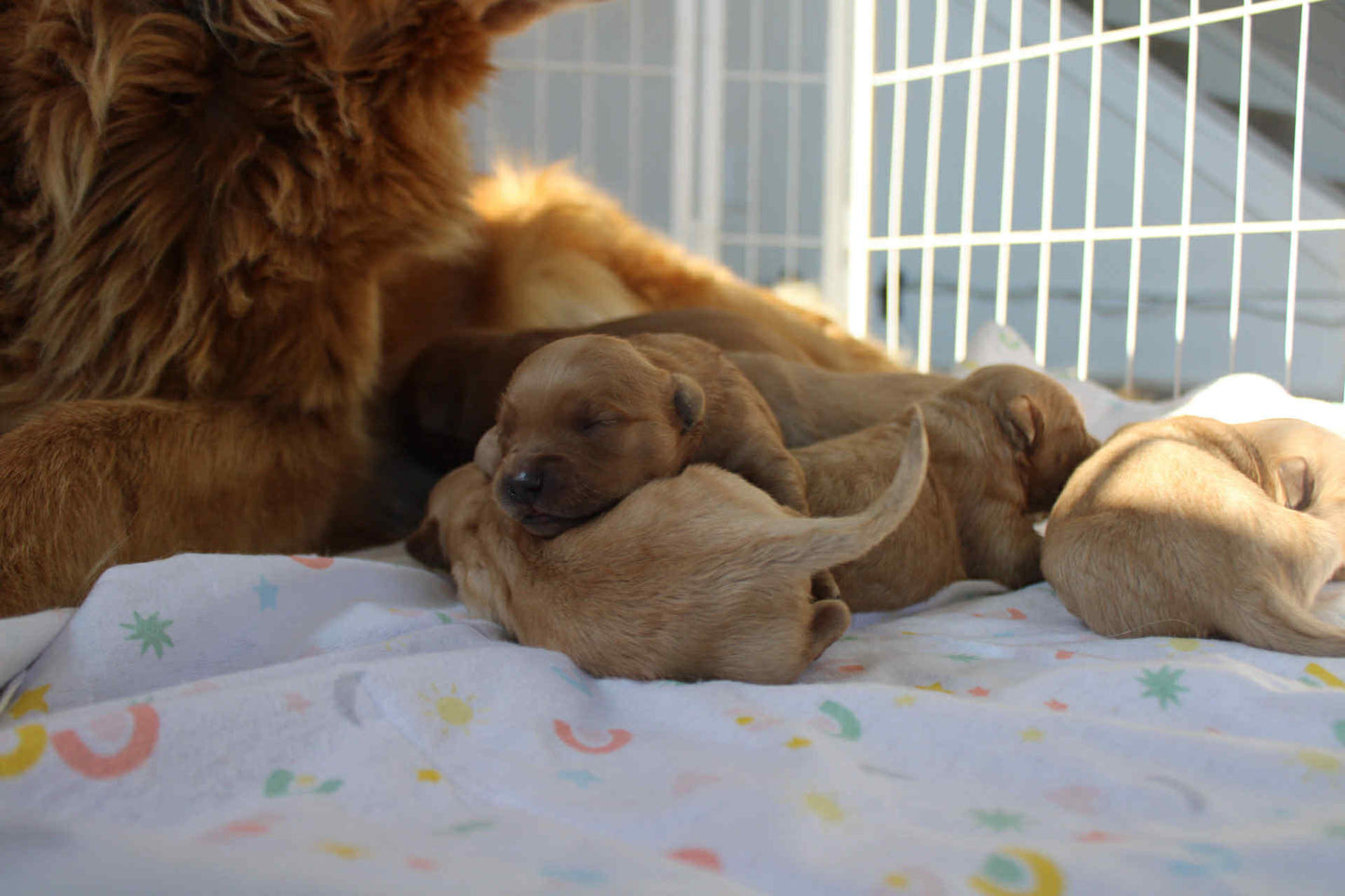 GoldenPaw™ AKC Golden Retriever Puppies - 10% DEPOSIT- READY AUG 31ST