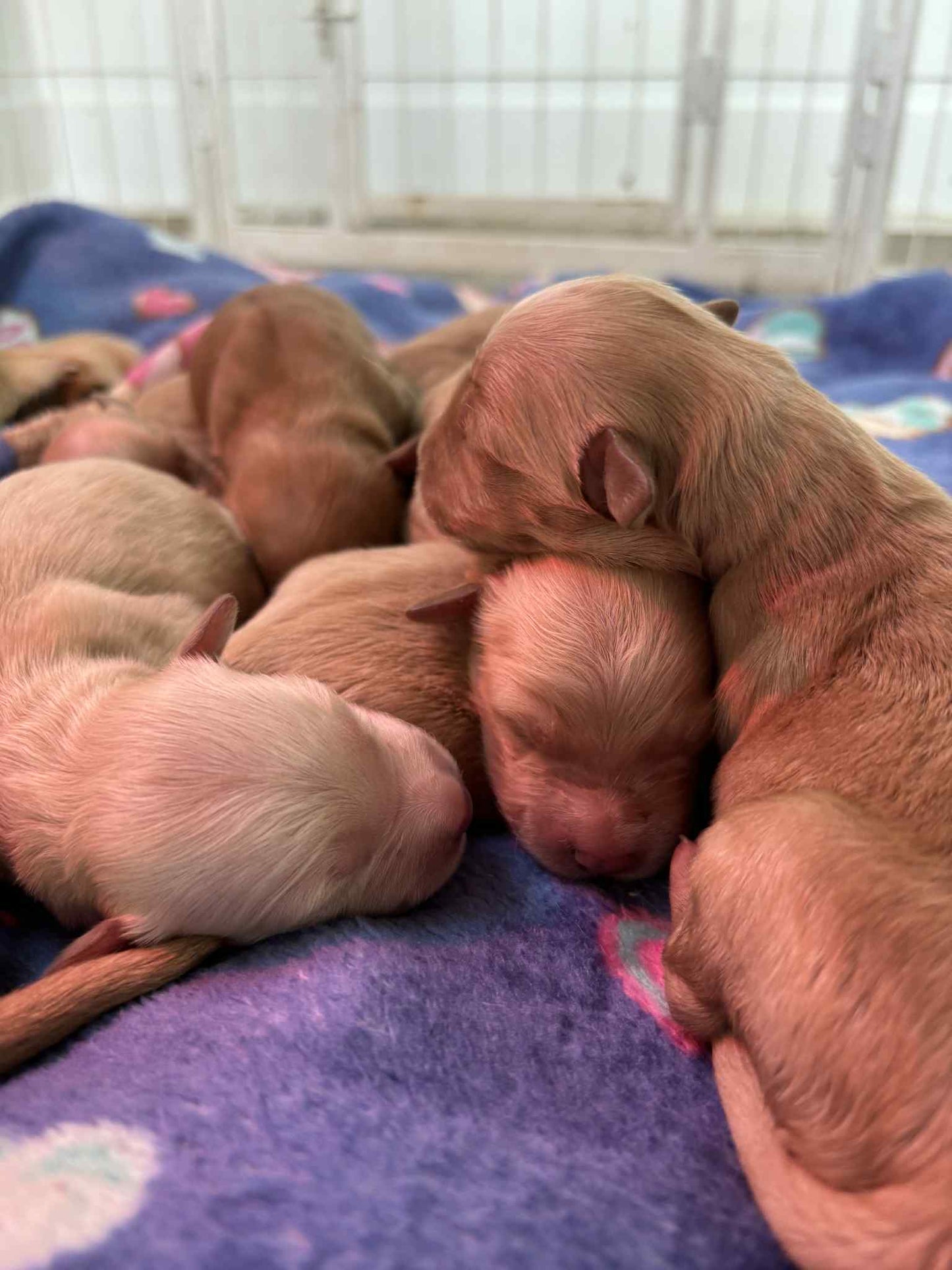 GoldenPaw™ AKC Golden Retriever Puppies - 10% DEPOSIT- READY AUG 31ST