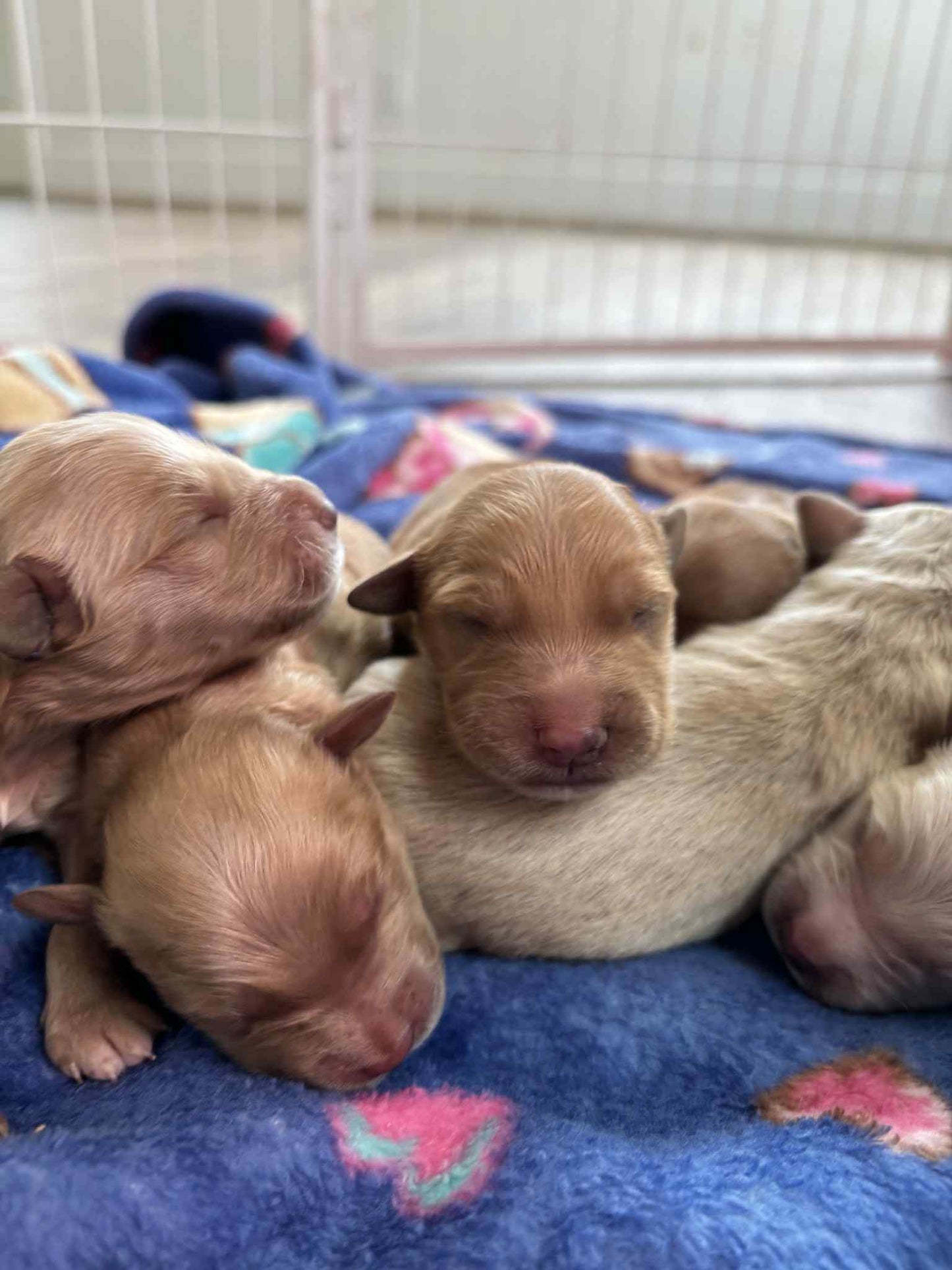GoldenPaw™ AKC Golden Retriever Puppies - 10% DEPOSIT- READY AUG 31ST