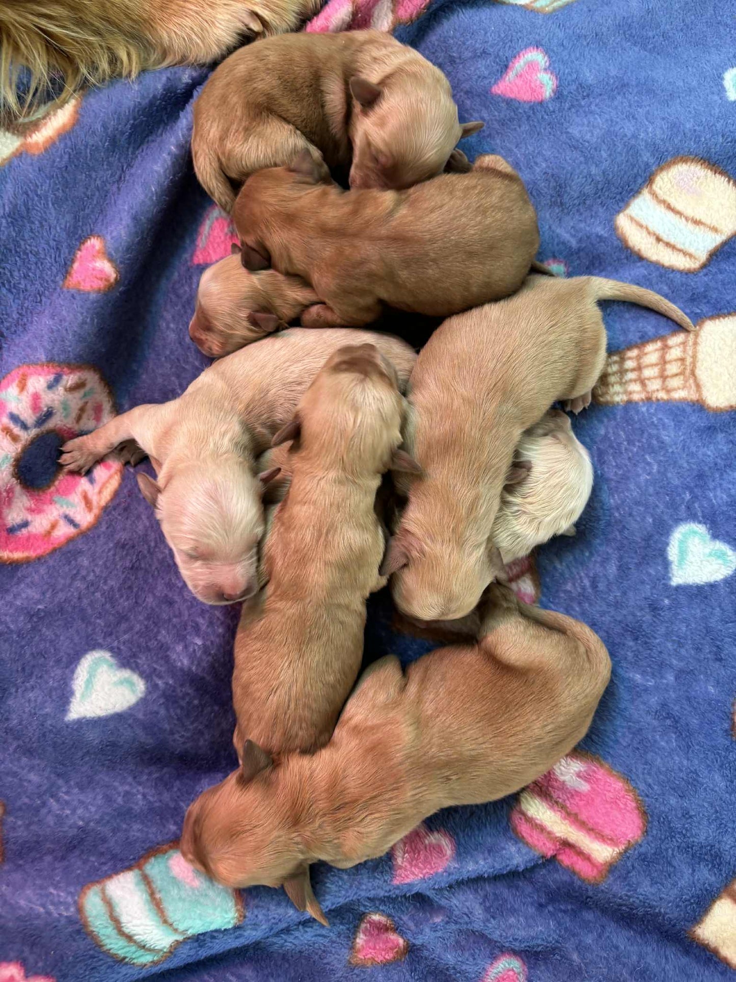 GoldenPaw™ AKC Golden Retriever Puppies - 10% DEPOSIT- READY AUG 31ST