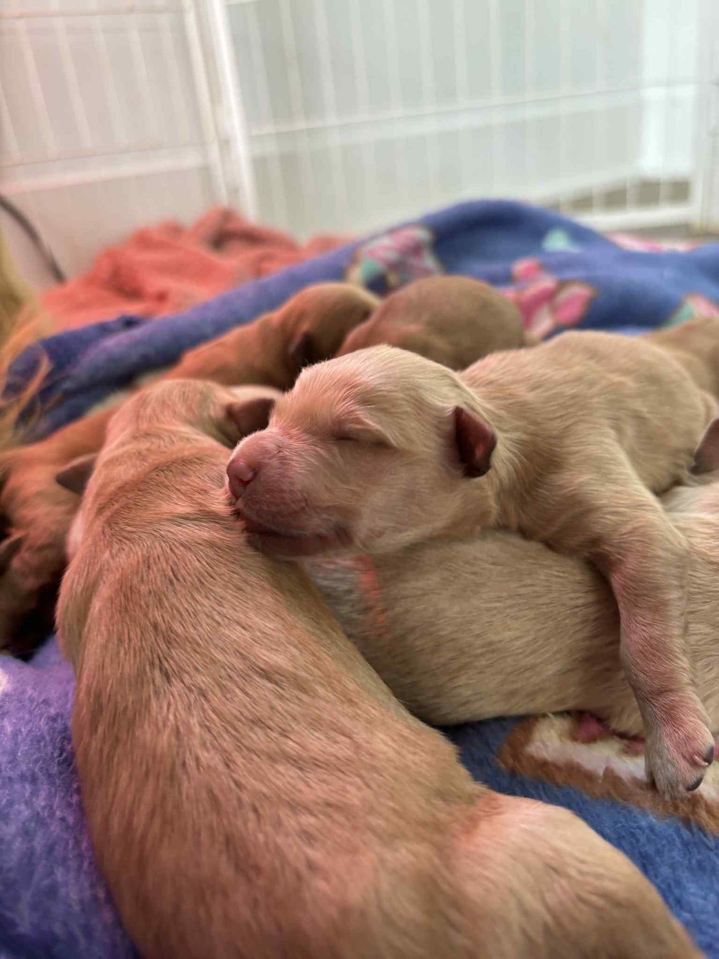 GoldenPaw™ AKC Golden Retriever Puppies - 10% DEPOSIT- READY AUG 31ST