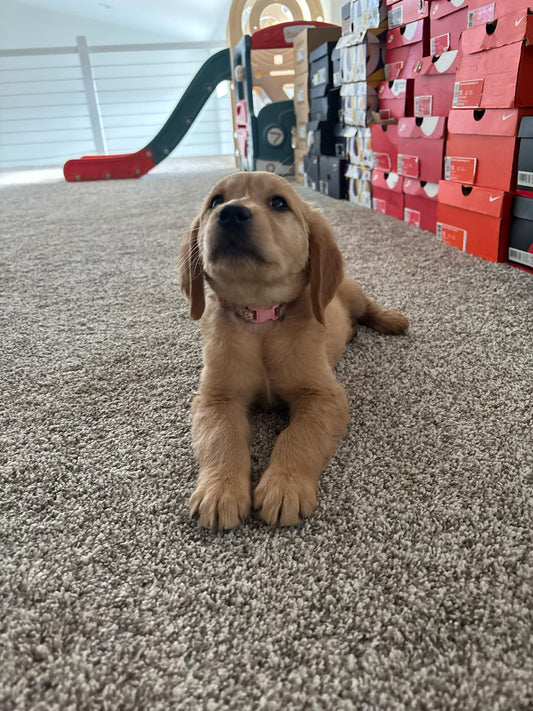GoldenPaw™ Purebred Golden Retriever Puppies - Ready APRIL 2025