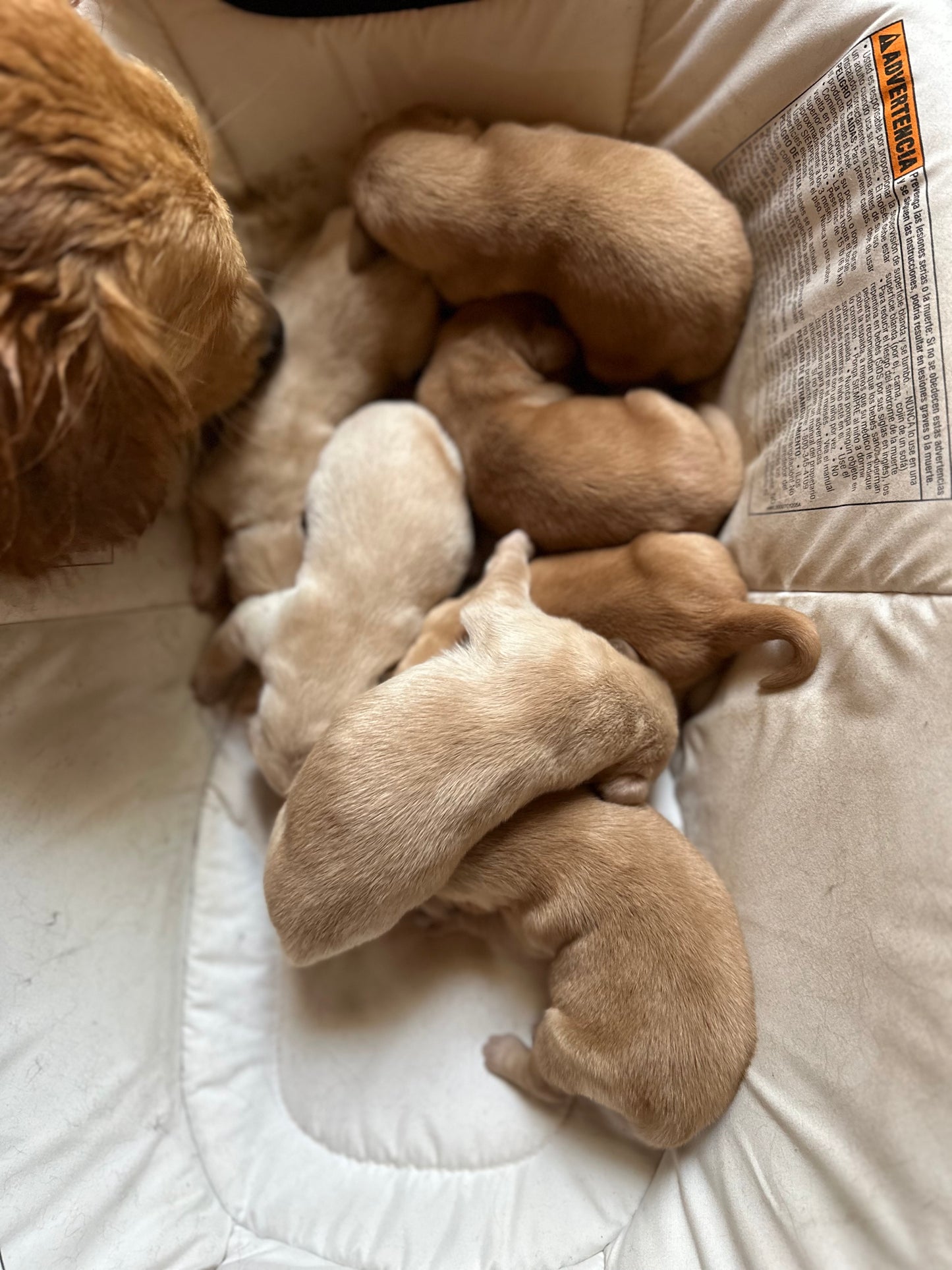 GoldenPaw™ SUNNY x KEEF Litter Spots NOV. 20 PICKUP