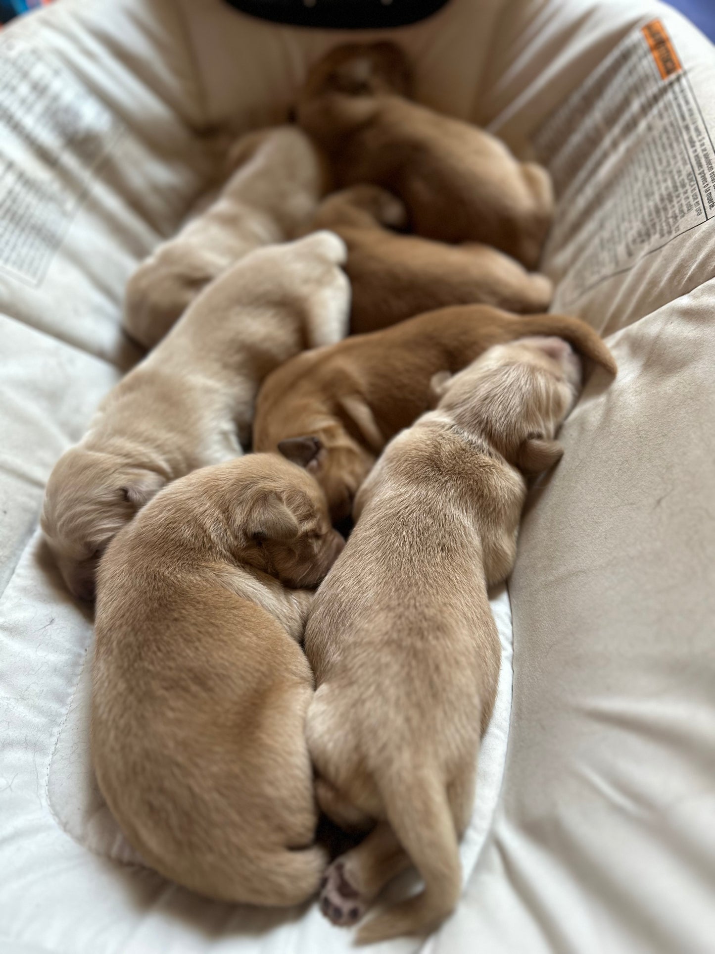 GoldenPaw™ SUNNY x KEEF Litter Spots NOV. 20 PICKUP