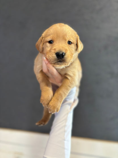 GoldenPaw™ SUNNY x KEEF Litter Spots NOV. 20 2024 PICKUP