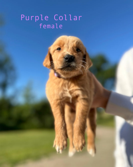 GoldenPaw™ AKC Ruby Red PUREBRED Golden Retriever Puppys