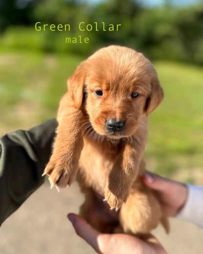 GoldenPaw™ AKC Ruby Red PUREBRED Golden Retriever Puppys