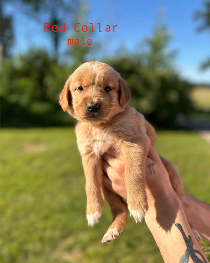 GoldenPaw™ AKC Ruby Red PUREBRED Golden Retriever Puppys