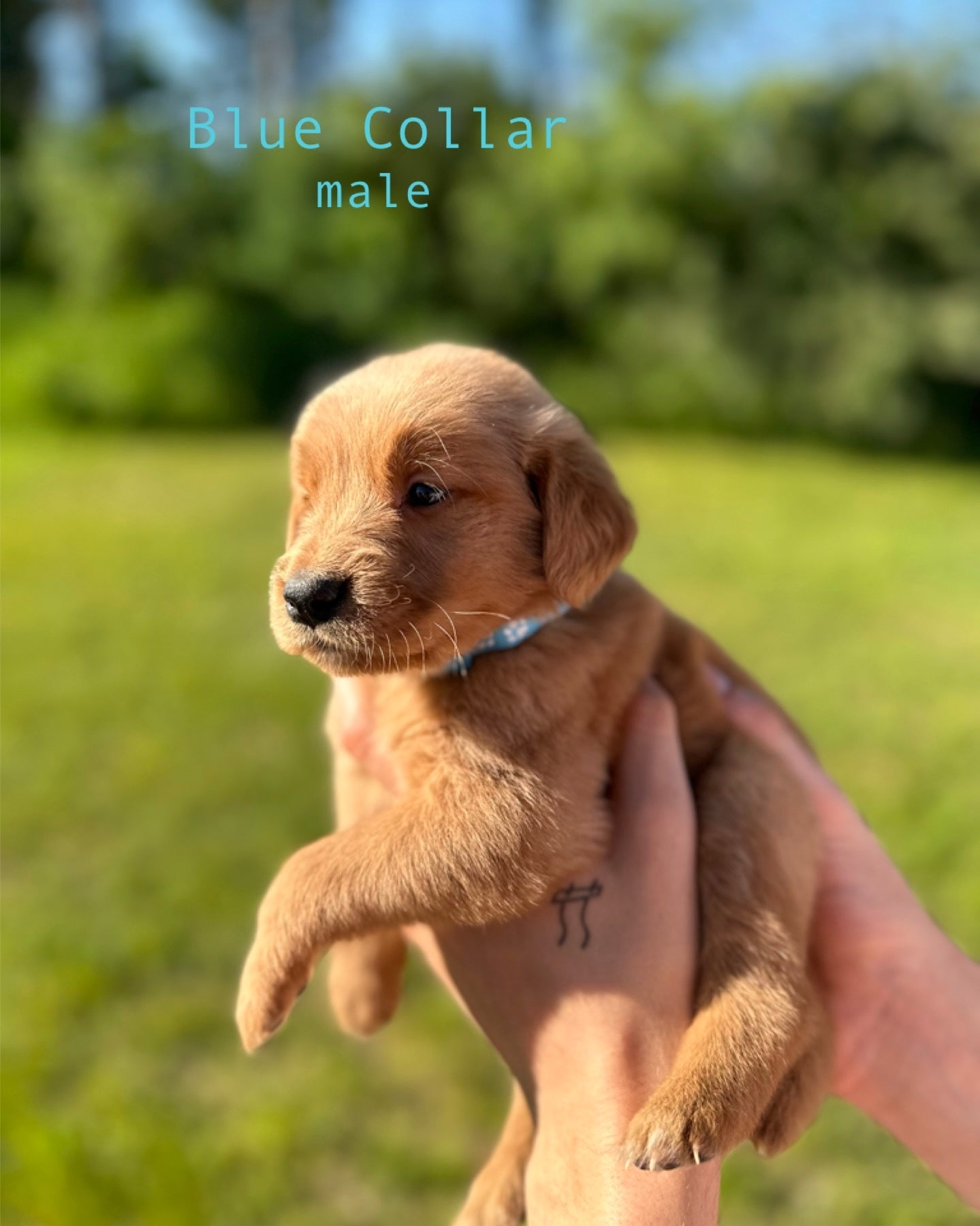 GoldenPaw™ AKC Ruby Red PUREBRED Golden Retriever Puppys