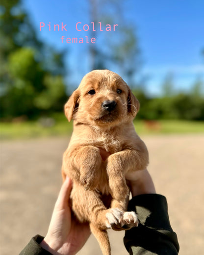 GoldenPaw™ AKC Ruby Red PUREBRED Golden Retriever Puppys