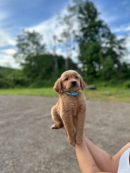 GoldenPaw™ AKC Ruby Red PUREBRED Golden Retriever Puppys