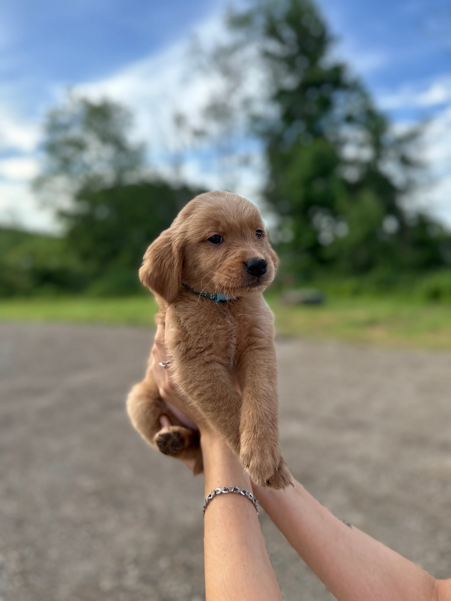 GoldenPaw™ AKC Ruby Red PUREBRED Golden Retriever Puppys