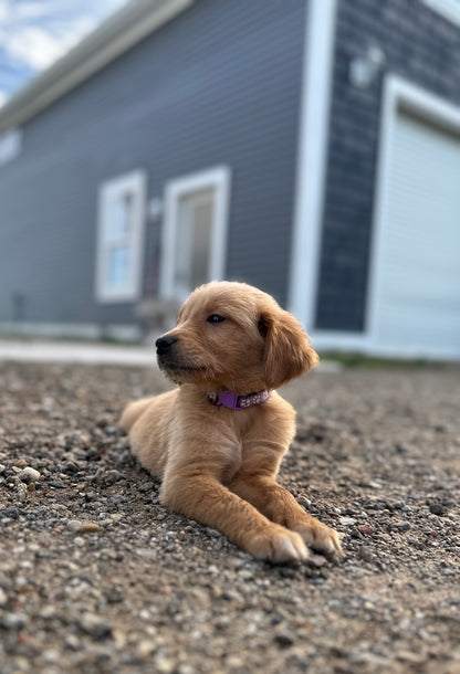 GoldenPaw™ AKC Ruby Red PUREBRED Golden Retriever Puppys