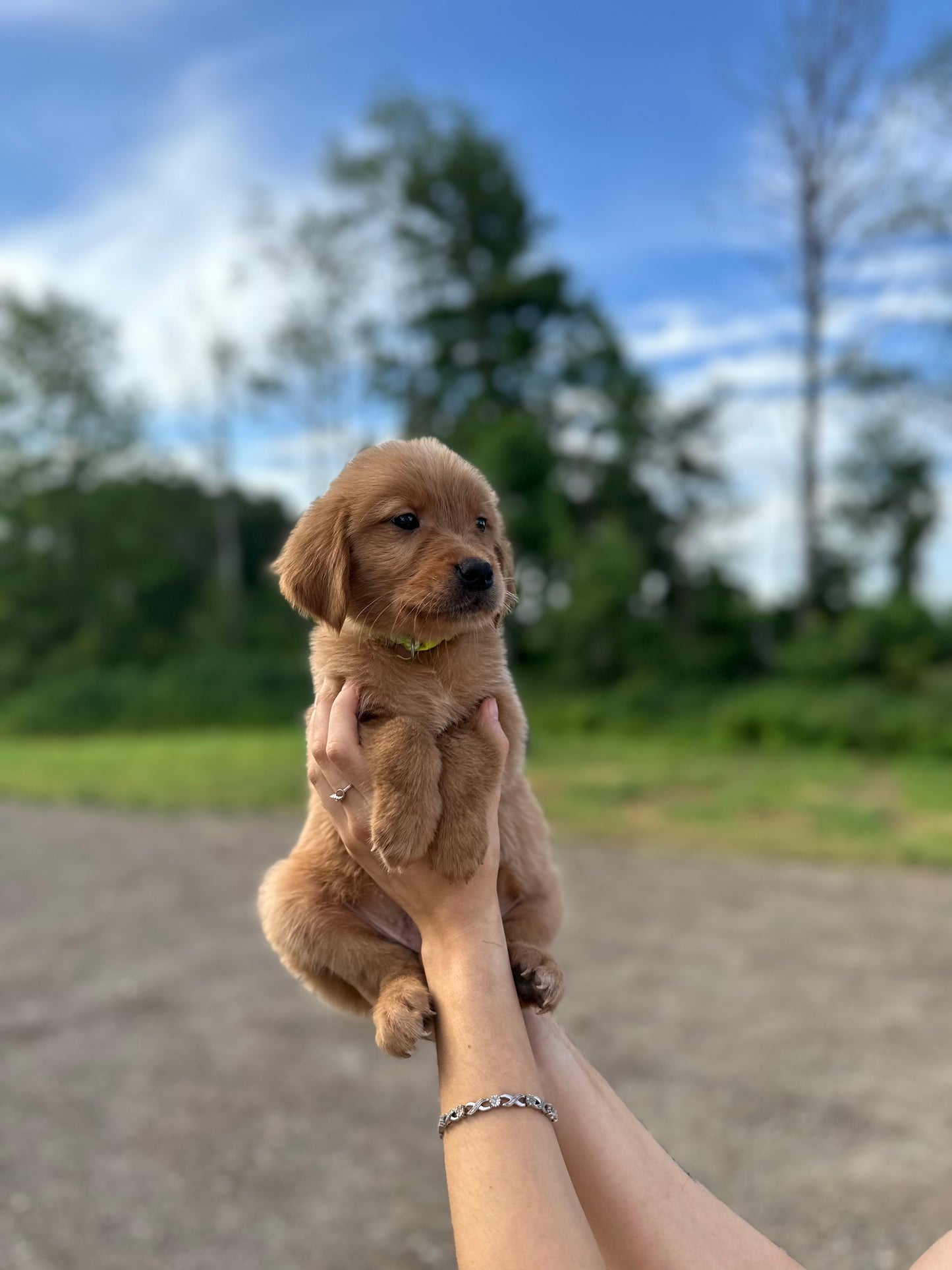 GoldenPaw™ AKC Ruby Red PUREBRED Golden Retriever Puppys