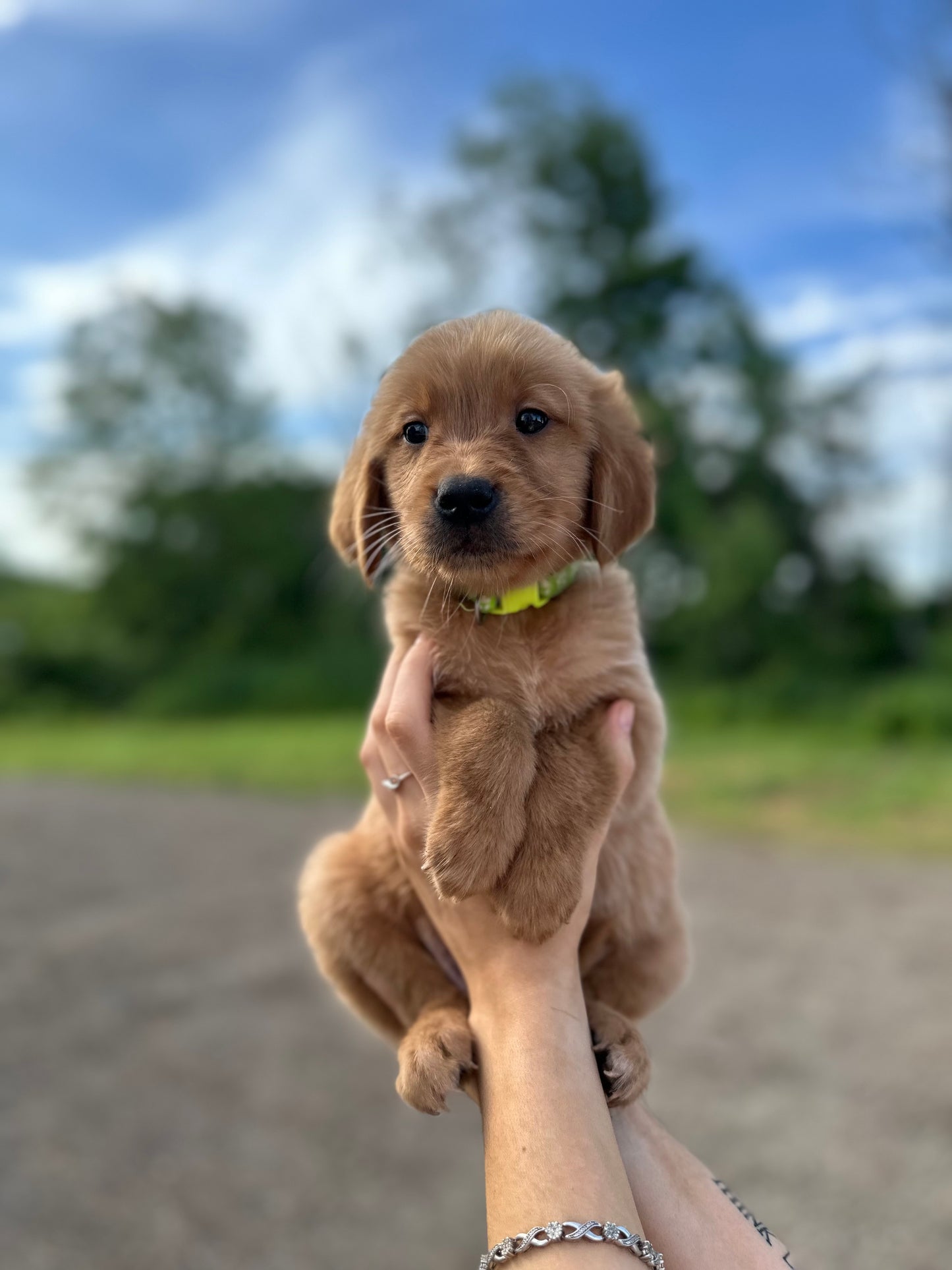 GoldenPaw™ AKC Ruby Red PUREBRED Golden Retriever Puppys