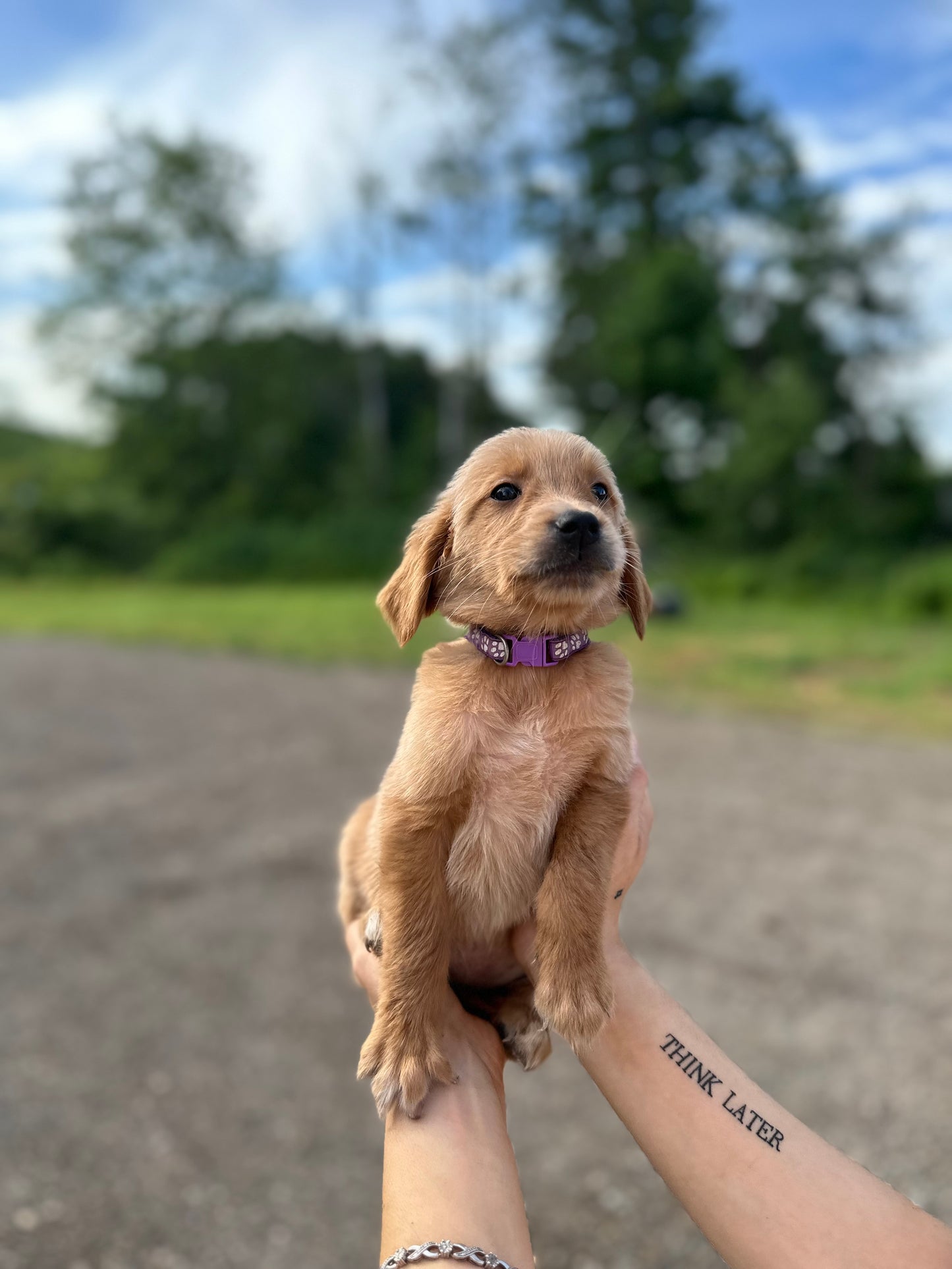 GoldenPaw™ AKC Ruby Red PUREBRED Golden Retriever Puppys