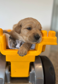 GoldenPaw™ AKC Champion Bloodline Golden Retriever Puppies - READY TO GO