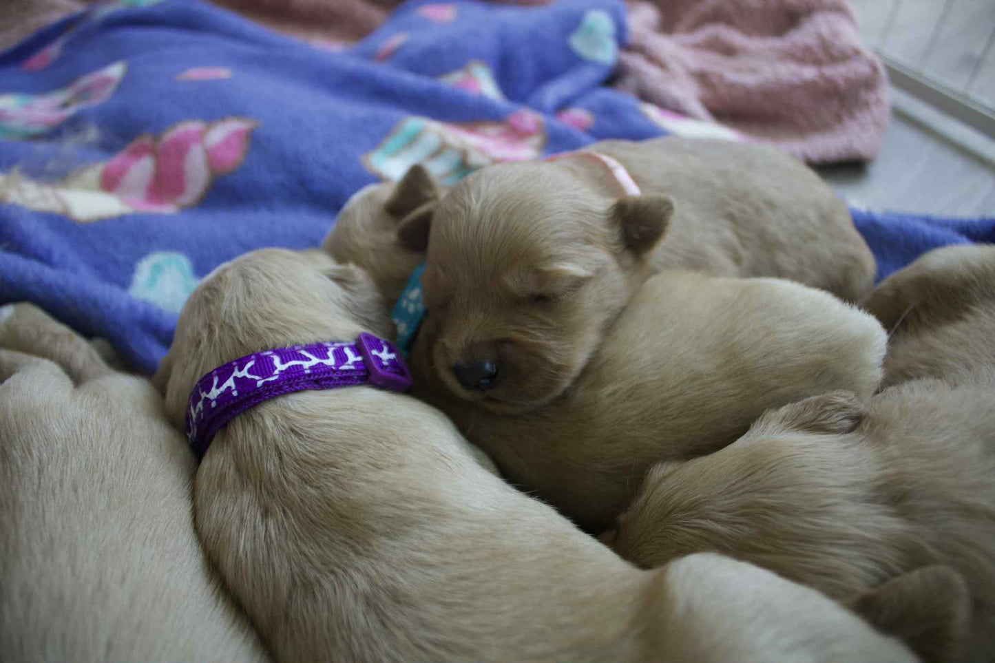 GoldenPaw™ AKC Golden Retriever Puppies - 10% DEPOSIT- READY AUG 31ST