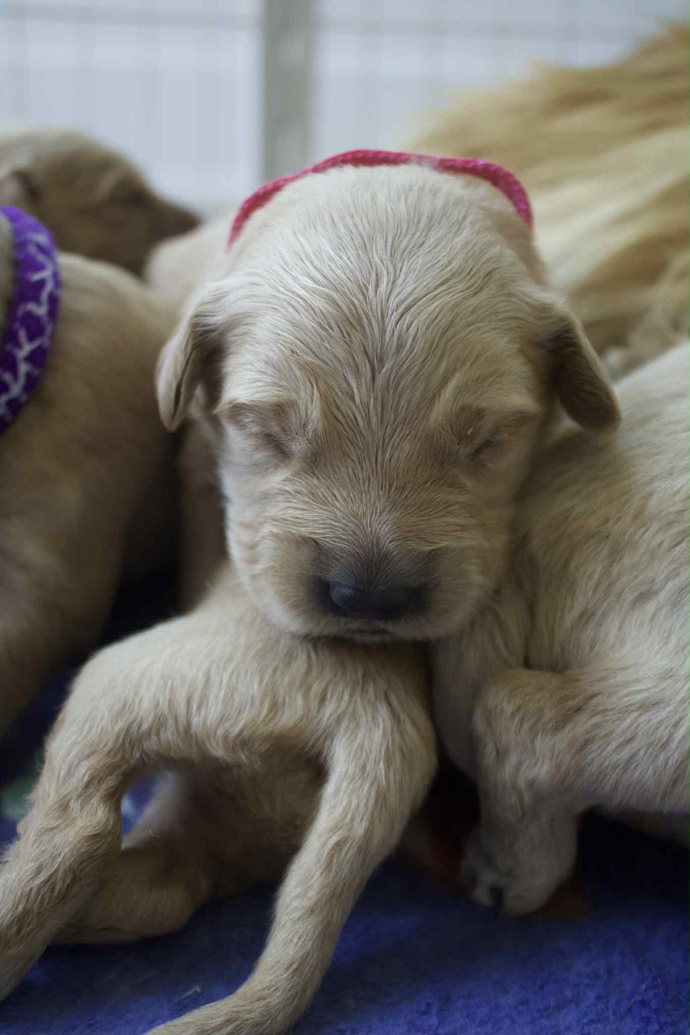 GoldenPaw™ AKC Golden Retriever Puppies - 10% DEPOSIT- READY AUG 31ST