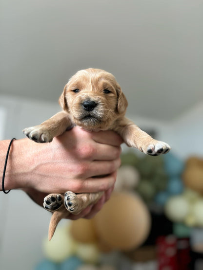 GoldenPaw™ Purebred Golden Retriever Puppies - Ready Jan 10 2025