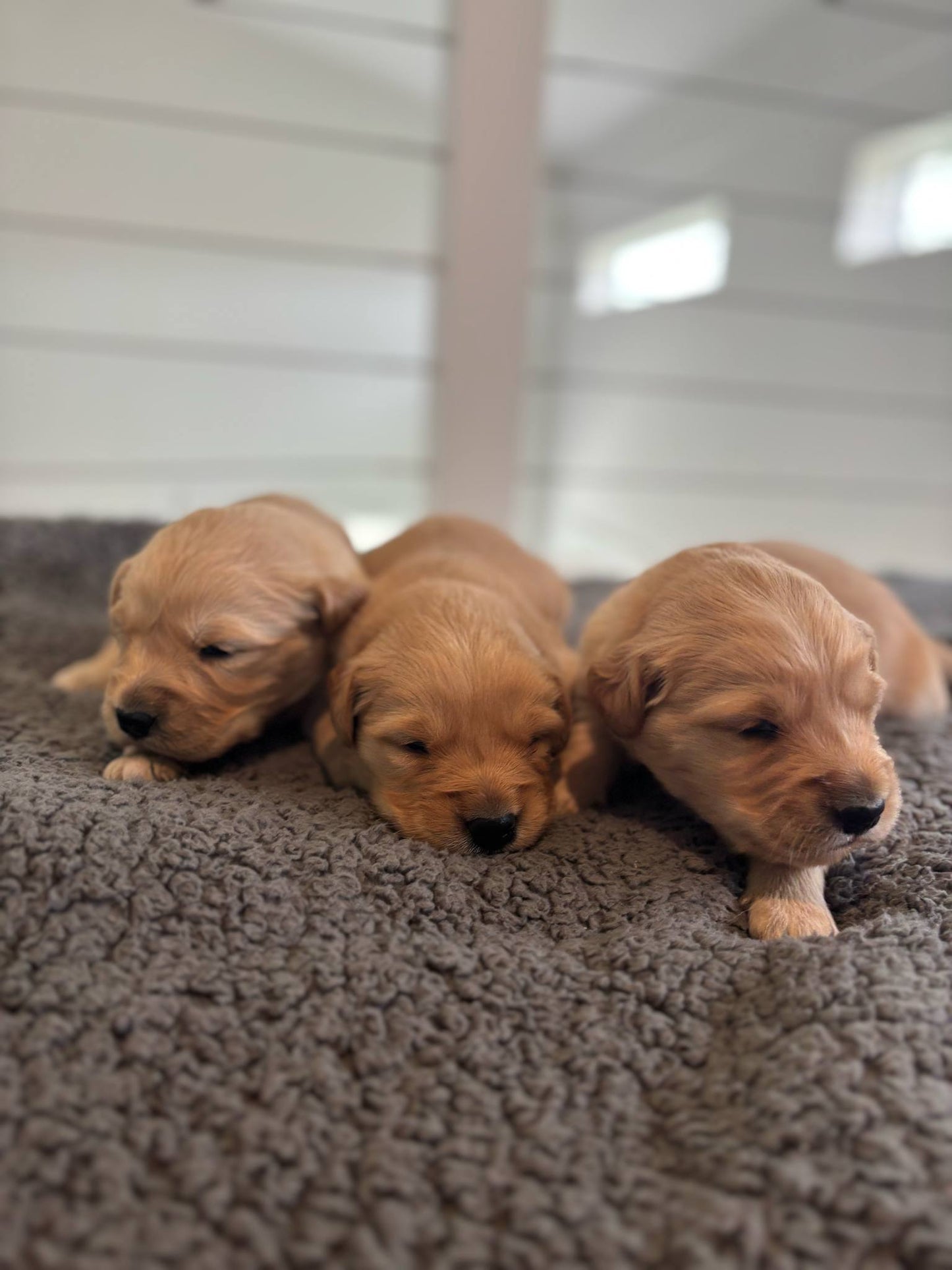 GoldenPaw™ Champion Bloodline Golden Retriever Puppies - Ready June 2025 (Biscuit x Sunny) DEPOSIT