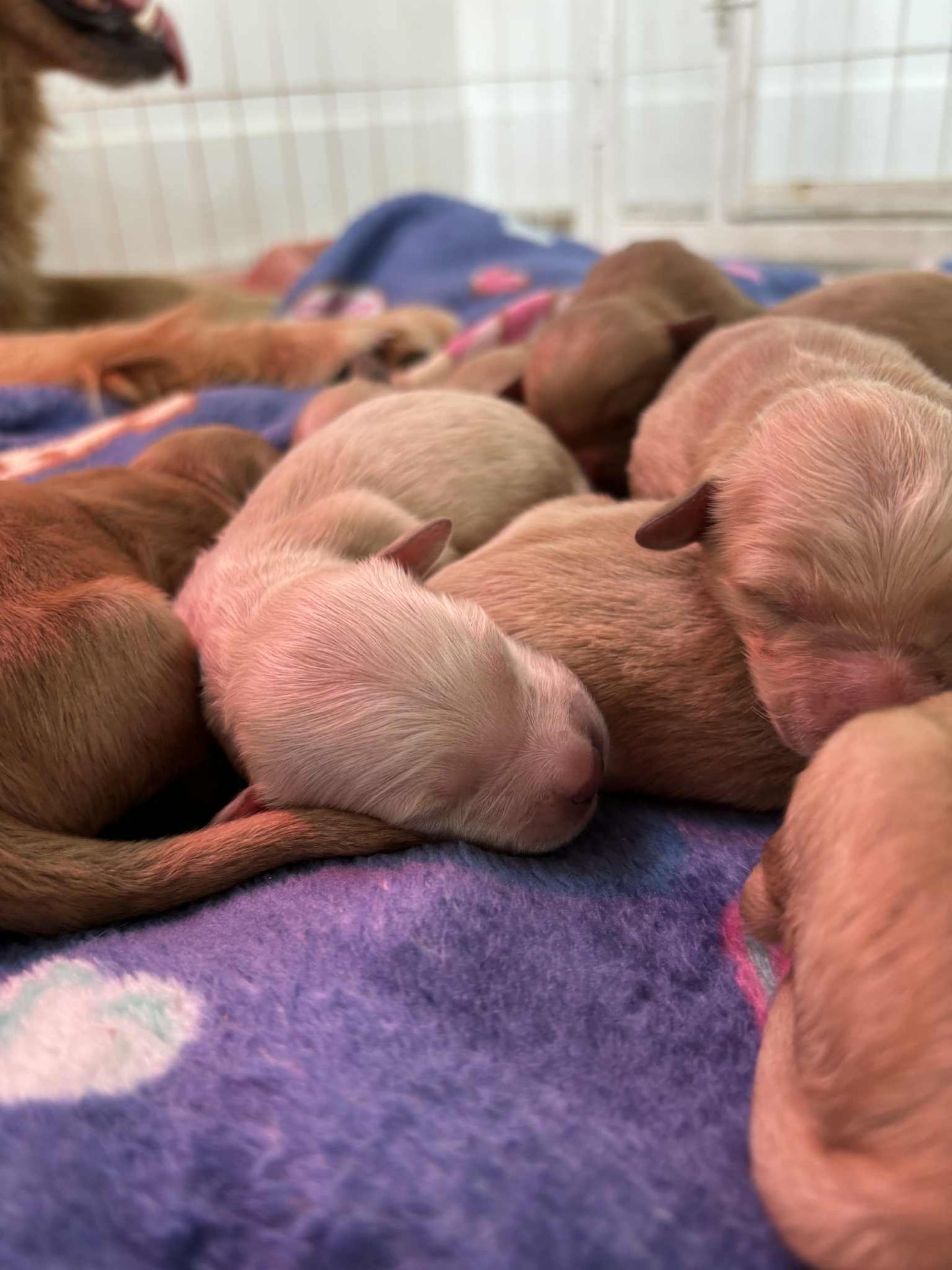 GoldenPaw™ AKC Golden Retriever Puppies - 10% DEPOSIT- READY AUG 31ST