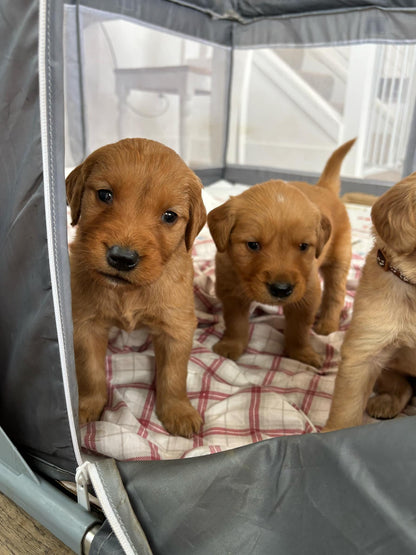 GoldenPaw™ Purebred Golden Retriever Puppies - Ready APRIL 2025