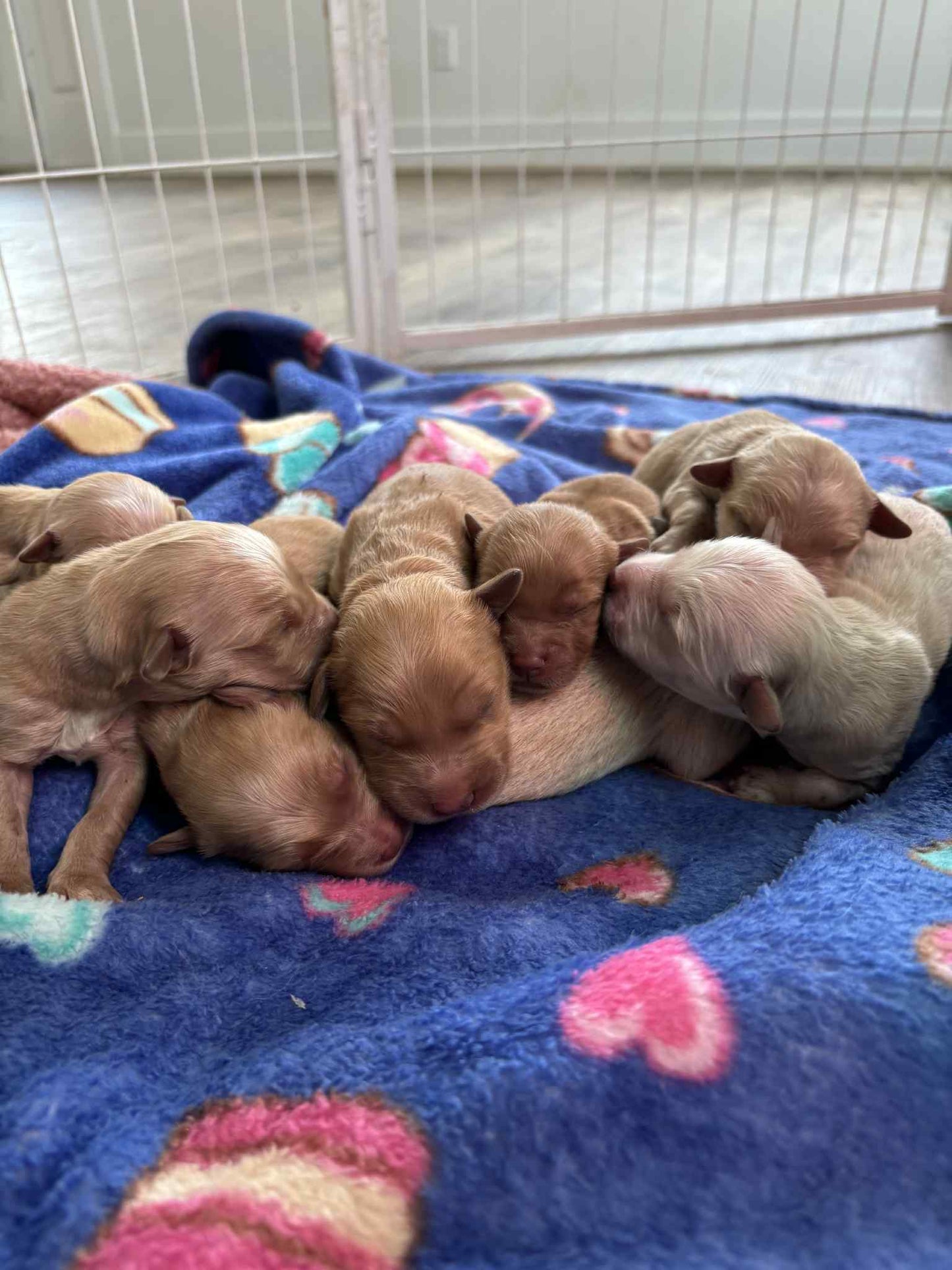 GoldenPaw™ AKC Golden Retriever Puppies - 10% DEPOSIT- READY AUG 31ST