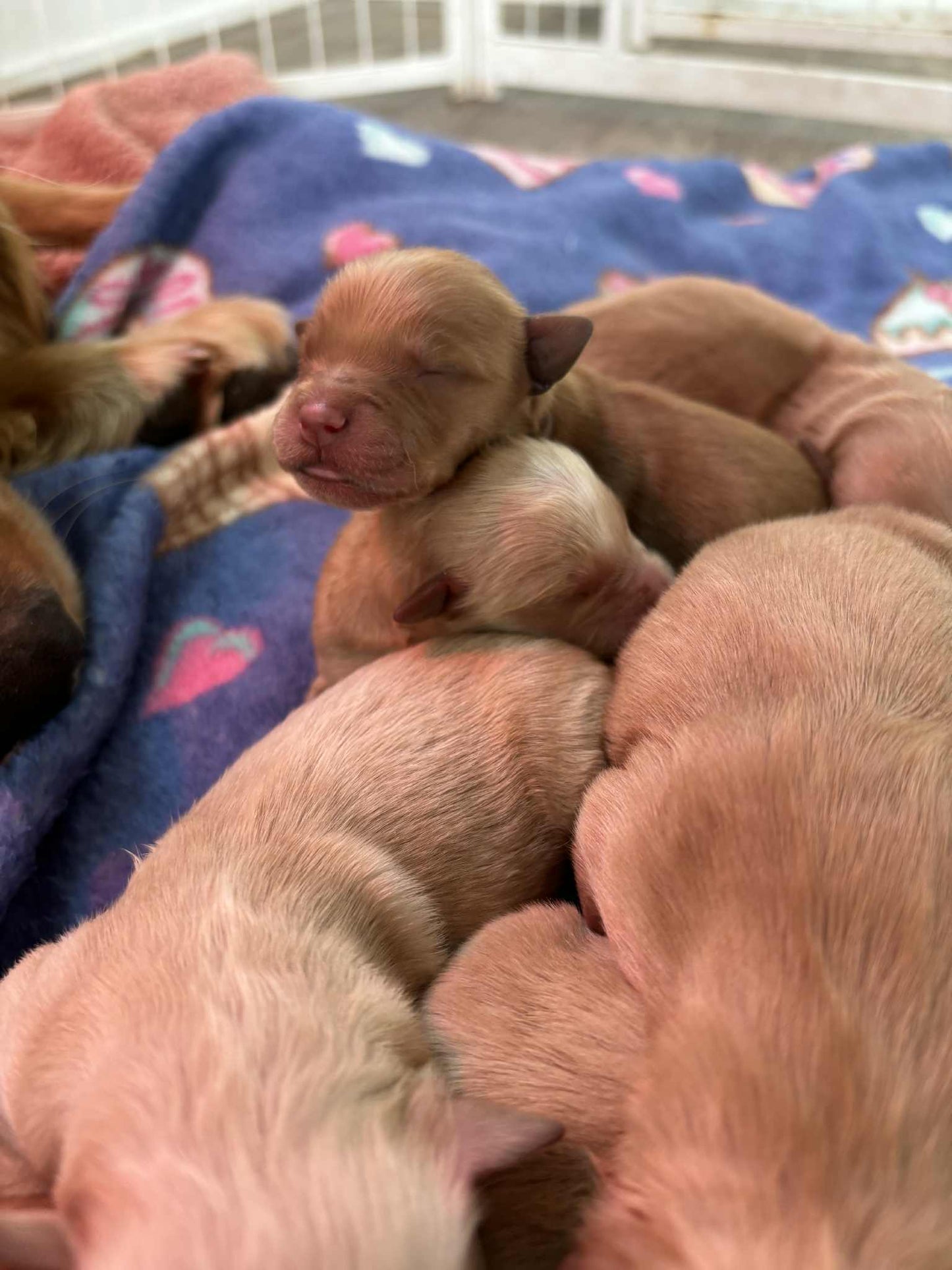 GoldenPaw™ AKC Golden Retriever Puppies - 10% DEPOSIT- READY AUG 31ST