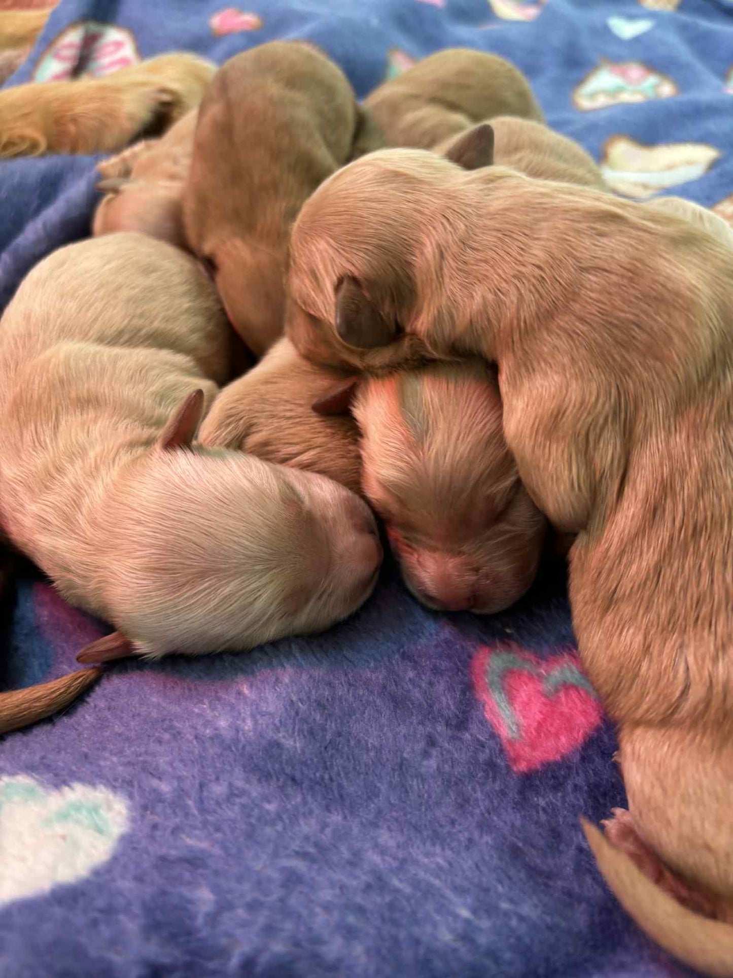 GoldenPaw™ AKC Golden Retriever Puppies - 10% DEPOSIT- READY AUG 31ST