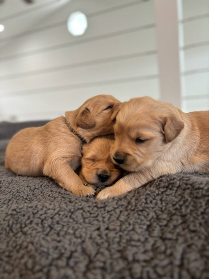 GoldenPaw™ Champion Bloodline Golden Retriever Puppies - Ready June 2025 (Biscuit x Sunny) DEPOSIT