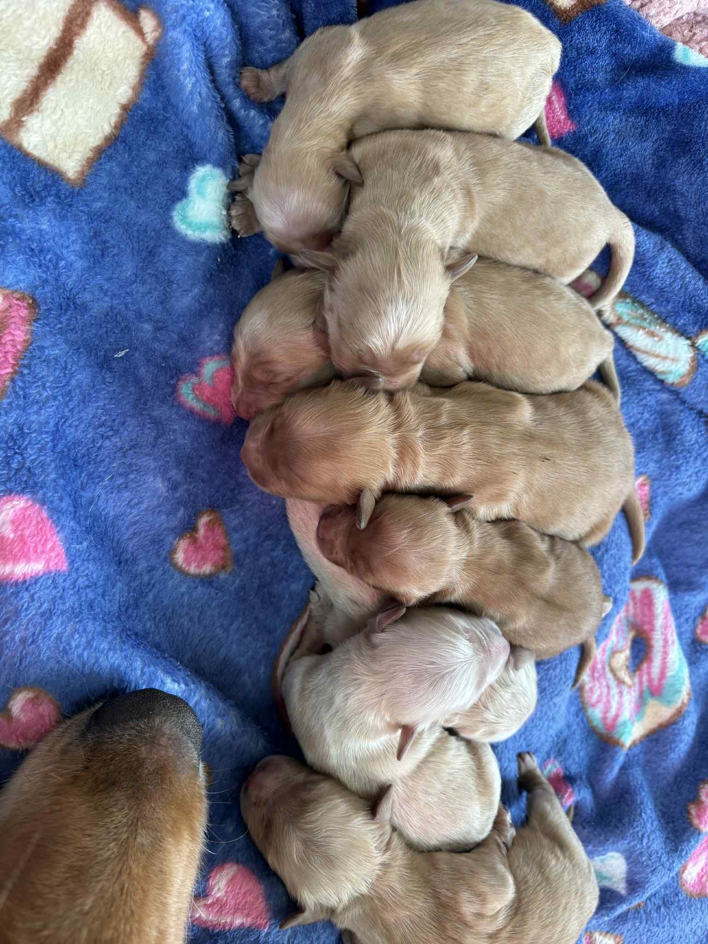 GoldenPaw™ AKC Golden Retriever Puppies - 10% DEPOSIT- READY AUG 31ST