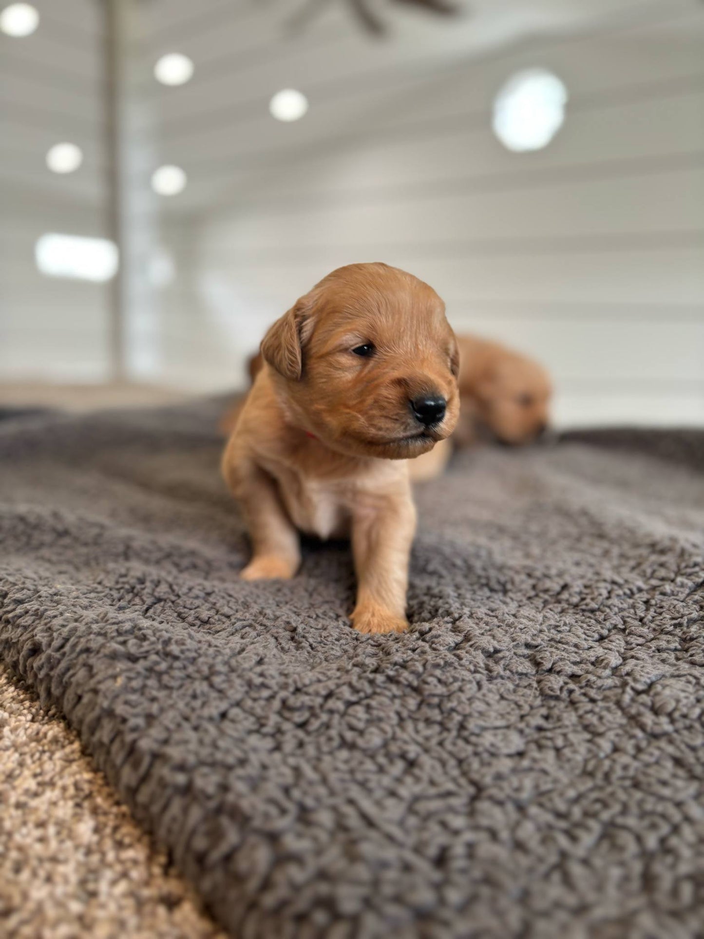 GoldenPaw™ Champion Bloodline Golden Retriever Puppies - Ready June 2025 (Biscuit x Sunny) DEPOSIT