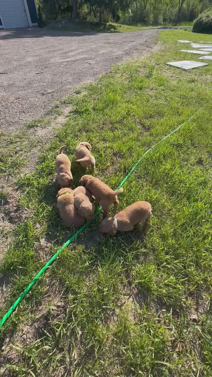 GoldenPaw™ AKC Ruby Red PUREBRED Golden Retriever Puppys