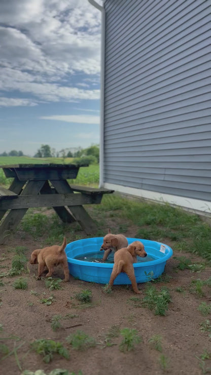 GoldenPaw™ AKC Ruby Red PUREBRED Golden Retriever Puppys